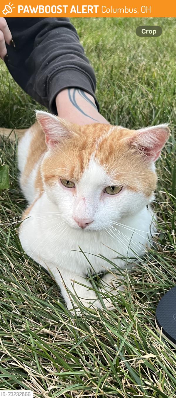 Found/Stray Male Cat last seen Located in Alley’s between Pearl Ave. and City Park Ave, Columbus, OH 43206