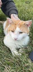 Found/Stray Male Cat last seen Located in Alley’s between Pearl Ave. and City Park Ave, Columbus, OH 43206