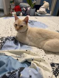 Found/Stray Male Cat last seen Melrose and Orange Drive, Los Angeles, CA 90046