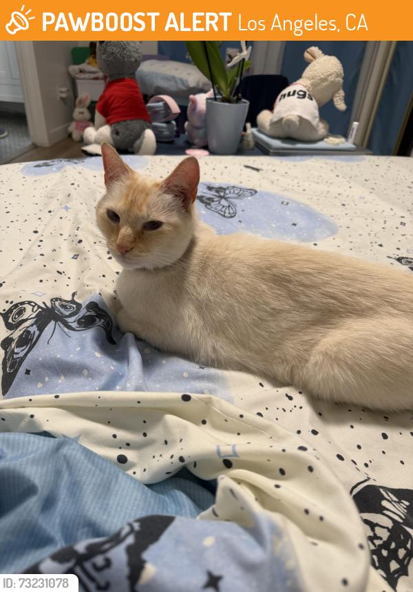 Found/Stray Male Cat last seen Melrose and Orange Drive, Los Angeles, CA 90046