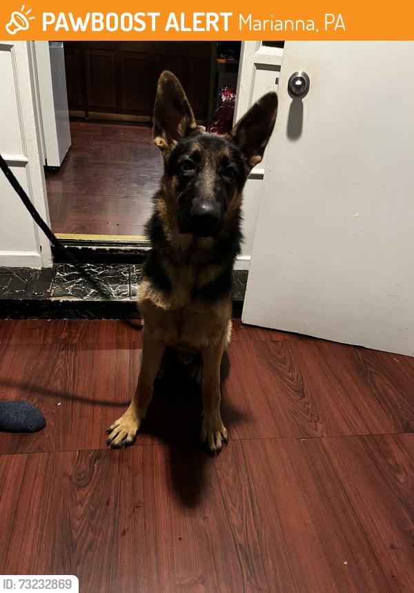 Found/Stray Male Dog last seen Marianna, PA, Marianna, PA 15345