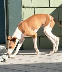 Reunited Male Dog last seen Venice Blvd, Los Angeles, CA 90291