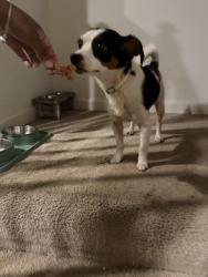 Found/Stray Male Dog last seen Snapfinger woods dr and Shellbark rd, DeKalb County, GA 30035