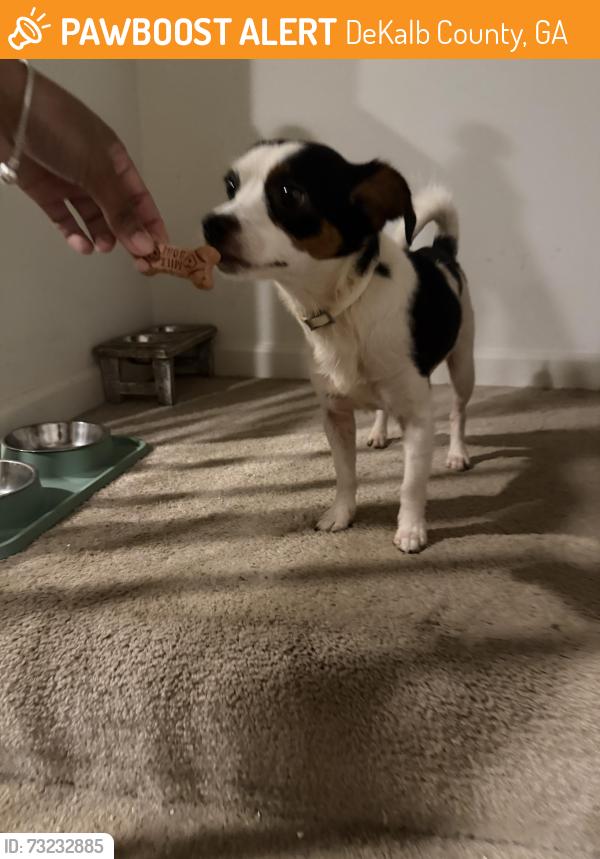 Found/Stray Male Dog last seen Snapfinger woods dr and Shellbark rd, DeKalb County, GA 30035