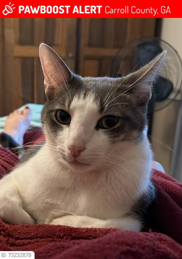 Lost Male Cat last seen Old Muse Rd. Hwy 113, Carroll County, GA 30116