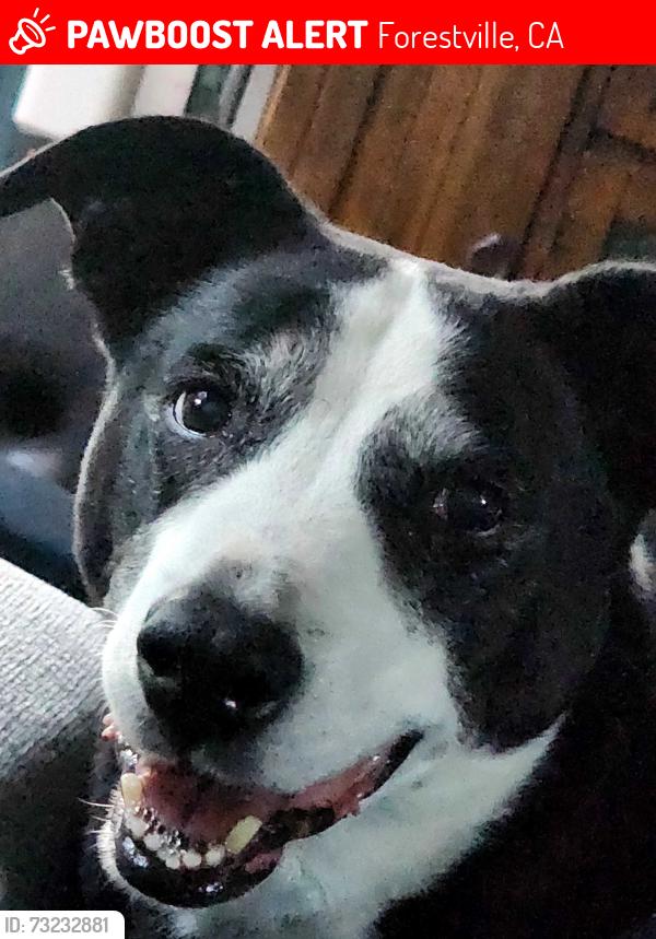 Lost Male Dog last seen First st, Forestville, CA 95436