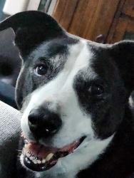 Lost Male Dog last seen First st, Forestville, CA 95436