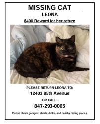 Lost Female Cat last seen Near 85th Avenue, Pleasant Prairie, WI, Pleasant Prairie, WI 53158