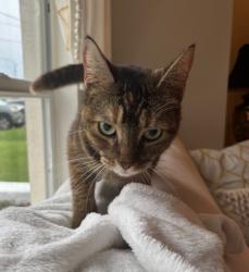 Reunited Female Cat last seen On the street, under a car., Cape Coral, FL 33914