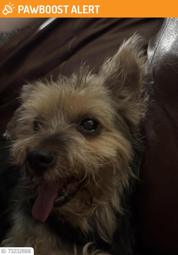 Found/Stray Male Dog last seen Towamensing Trails, Towamensing Trails, PA 18210