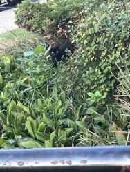 Found/Stray Unknown Cat last seen Just past the roundabout on Williamsburg way near McKee road, Fitchburg, WI 53719