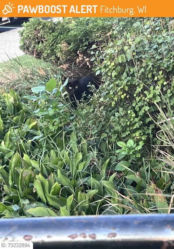 Found/Stray Unknown Cat last seen Just past the roundabout on Williamsburg way near McKee road, Fitchburg, WI 53719