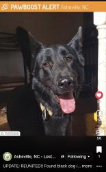 Lost Male Dog last seen Lower grassy ridge, Asheville, NC 28805