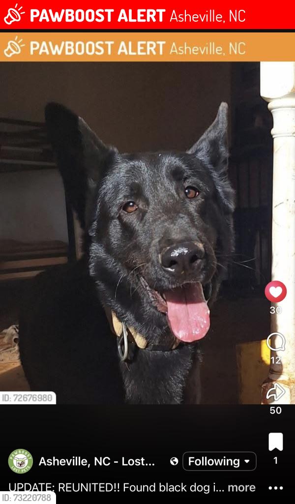 Lost Male Dog last seen Lower grassy ridge, Asheville, NC 28805