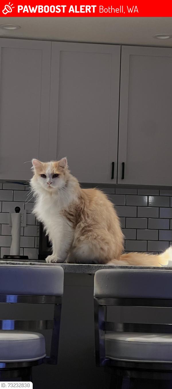 Lost Male Cat last seen 29TH DR SE AND 174TH ST, Bothell, WA 98012