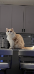 Lost Male Cat last seen 29TH DR SE AND 174TH ST, Bothell, WA 98012