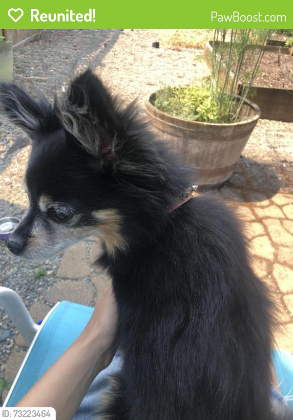 Reunited Female Dog last seen Radius Loop SE, Lacey, WA 98513