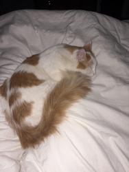 Lost Male Cat last seen 91st and Aspen, Broken Arrow, OK 74012