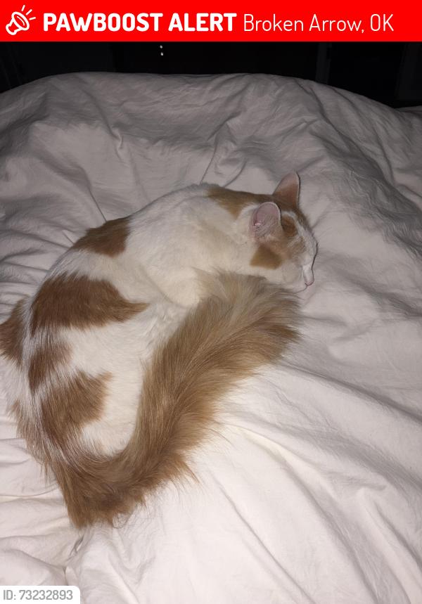 Lost Male Cat last seen 91st and Aspen, Broken Arrow, OK 74012