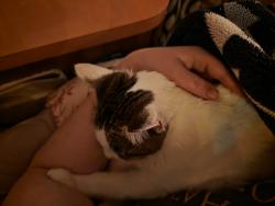 Reunited Female Cat last seen Across from the DOT, Morton, WA 98356
