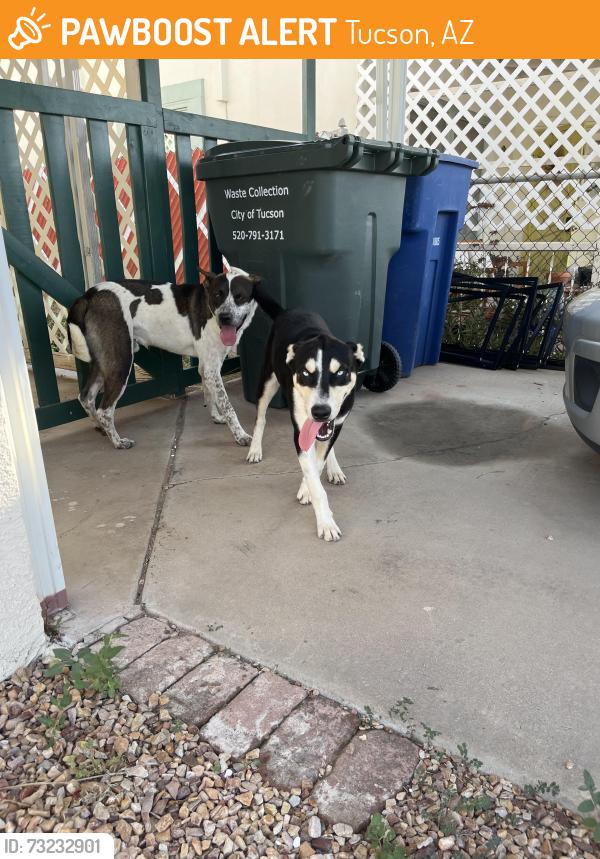 Found/Stray Male Dog last seen West Saint Clair st & Cherokee, Tucson, AZ 85745
