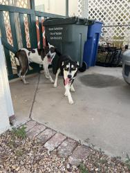 Found/Stray Male Dog last seen West Saint Clair st & Cherokee, Tucson, AZ 85745