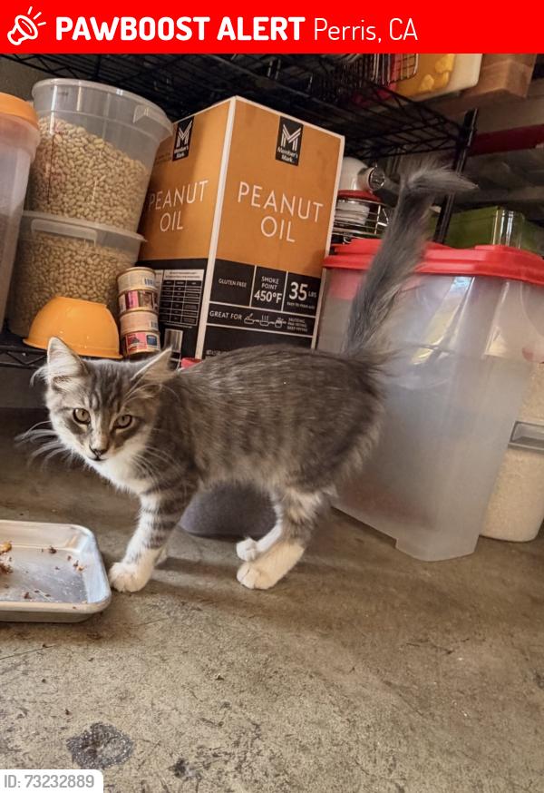 Lost Male Cat last seen cameron glen/ arbor ridge rd., Perris, CA 92572