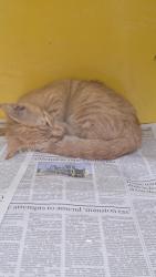 Shelter Stray Female Cat last seen , 3201 Lacy St, Los Angeles, CA 90031, USA