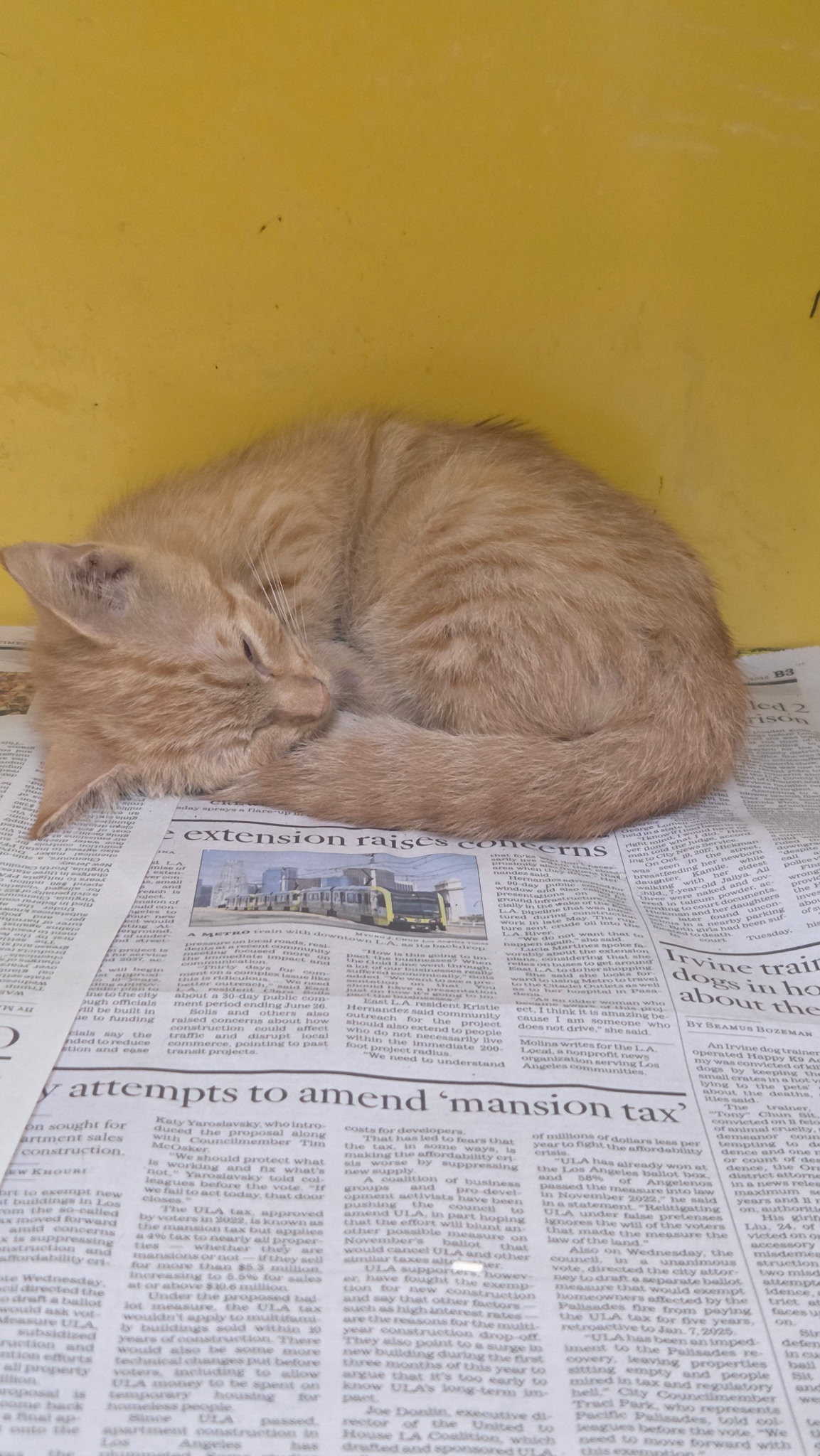 Shelter Stray Female Cat last seen , 3201 Lacy St, Los Angeles, CA 90031, USA
