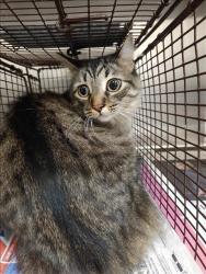 Shelter Stray Male Cat last seen , 3201 Lacy St, Los Angeles, CA 90031, USA