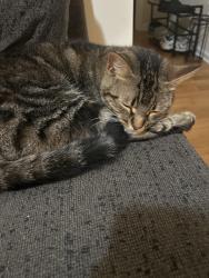 Reunited Female Cat last seen 16th, Oxford, master, Philadelphia, PA 19121