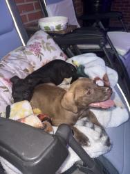 Found/Stray Male Dog last seen Hwy 210, Pender County, NC 28435