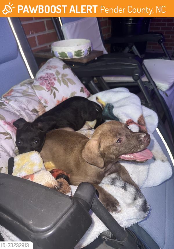 Found/Stray Male Dog last seen Hwy 210, Pender County, NC 28435