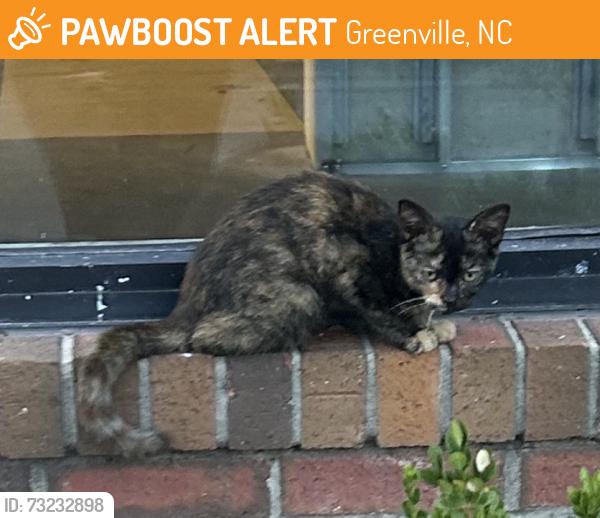 Found/Stray Unknown Cat last seen Found right outside the planet fitness/ABC store and ran into the parking lot towards student living., Greenville, NC 27858