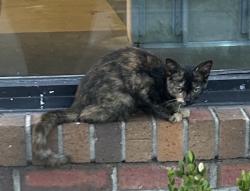Found/Stray Unknown Cat last seen Found right outside the planet fitness/ABC store and ran into the parking lot towards student living., Greenville, NC 27858