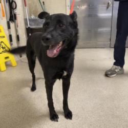 Shelter Stray Male Dog last seen Near BLOCK LIMONITE AVE, JURUPA VALLEY CA 91752, 6851 Van Buren Boulevard, Jurupa Valley, CA 92509, USA