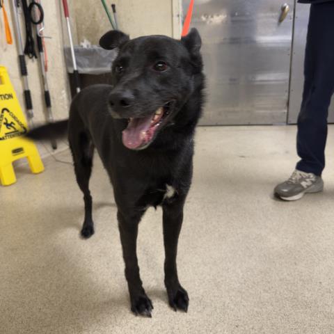 Shelter Stray Male Dog last seen Near BLOCK LIMONITE AVE, JURUPA VALLEY CA 91752, 6851 Van Buren Boulevard, Jurupa Valley, CA 92509, USA