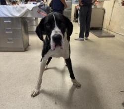 Shelter Stray Male Dog last seen Near BLOCK RIDER ST, PERRIS, CA, 6851 Van Buren Boulevard, Jurupa Valley, CA 92509, USA