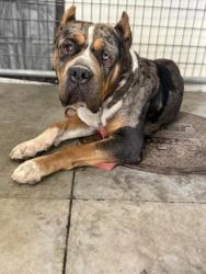 Shelter Stray Male Dog last seen Near BLOCK BOOTSMA BL, EASTVALE, CA, 6851 Van Buren Boulevard, Jurupa Valley, CA 92509, USA