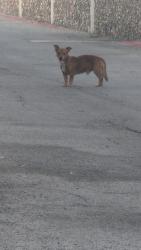 Found/Stray Male Dog last seen Backside of Planet Fitness, Dallas, TX 75226