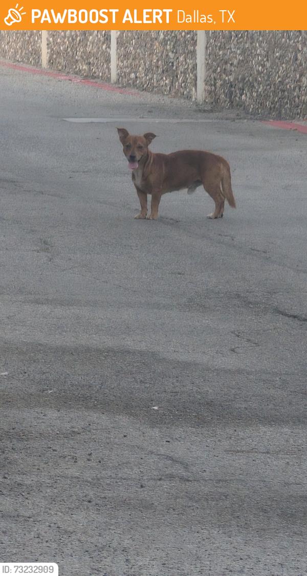 Found/Stray Male Dog last seen Backside of Planet Fitness, Dallas, TX 75226