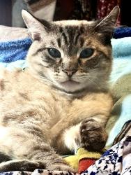 Lost Male Cat last seen Pala and Douglas, Oceanside, CA 92057