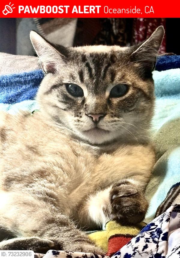 Lost Male Cat last seen Pala and Douglas, Oceanside, CA 92057