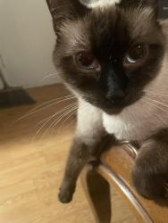 Reunited Female Cat last seen Singleton, San Jose, CA 95111