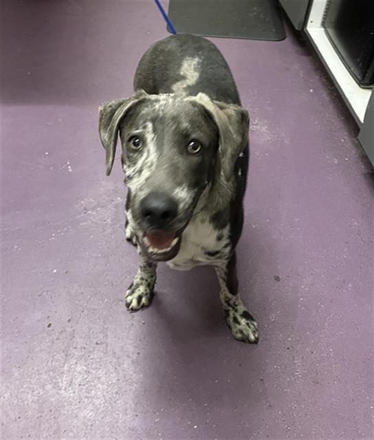 Shelter Stray Male Dog last seen Near BLOCK BLOOMFIELD AVE, CERRITOS CA, Cerritos, CA 90703, USA