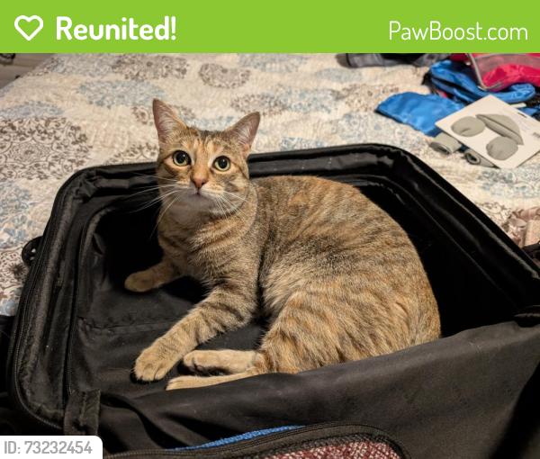 Reunited Female Cat last seen Burwell cres markham, Markham, ON 