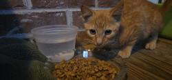 Found/Stray Male Cat last seen Timbercrest Ln. Oak Ridge, Oak Ridge, TN 37830