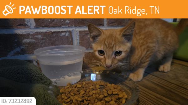 Found/Stray Male Cat last seen Timbercrest Ln. Oak Ridge, Oak Ridge, TN 37830