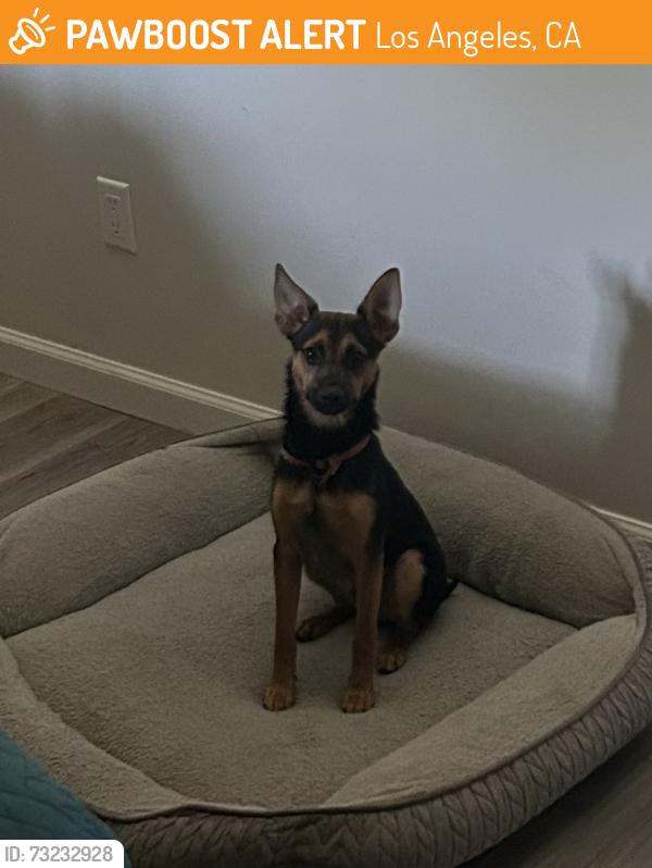 Found/Stray Male Dog last seen LaCienega and Cadillac, Los Angeles, CA 90232