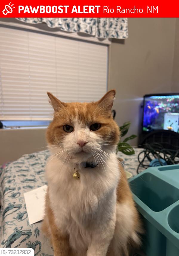 Lost Male Cat last seen Lomas encantadas, Rio Rancho, NM 87144